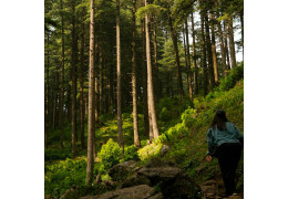 Dalla Terra alla tavola: stoviglie compostabili per un futuro green